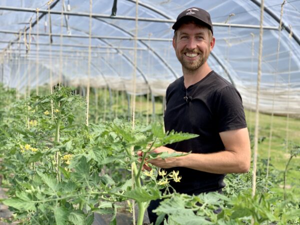 Mand i drivhus med tomatplanter