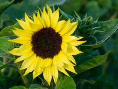 Solsikke (Helianthus annuus)