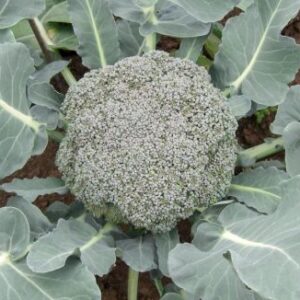 Broccoli