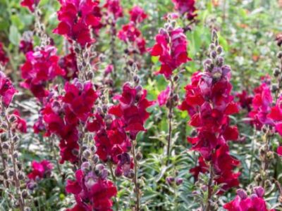 Løvemund (Antirrhinum majus)