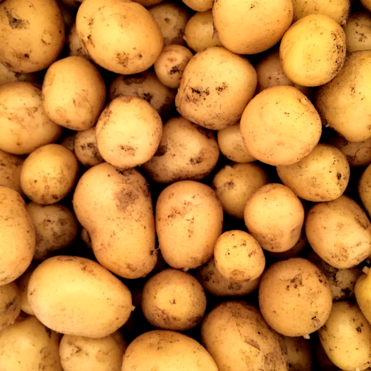 Kartofler i en bunke