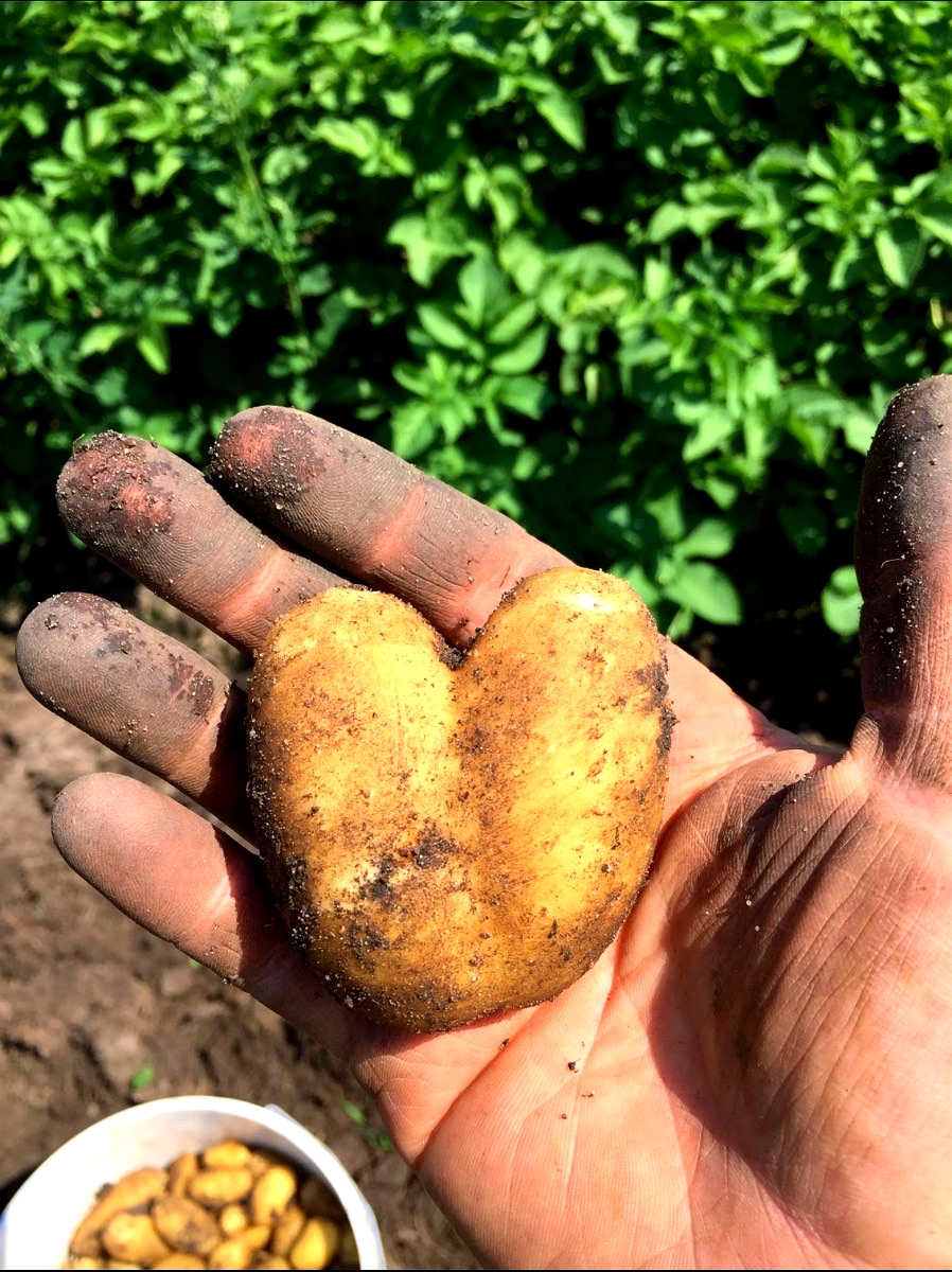 Kartoffel formet som et hjerte
