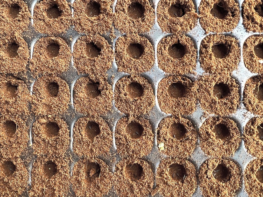 Close up af såbakke med huller med frø i