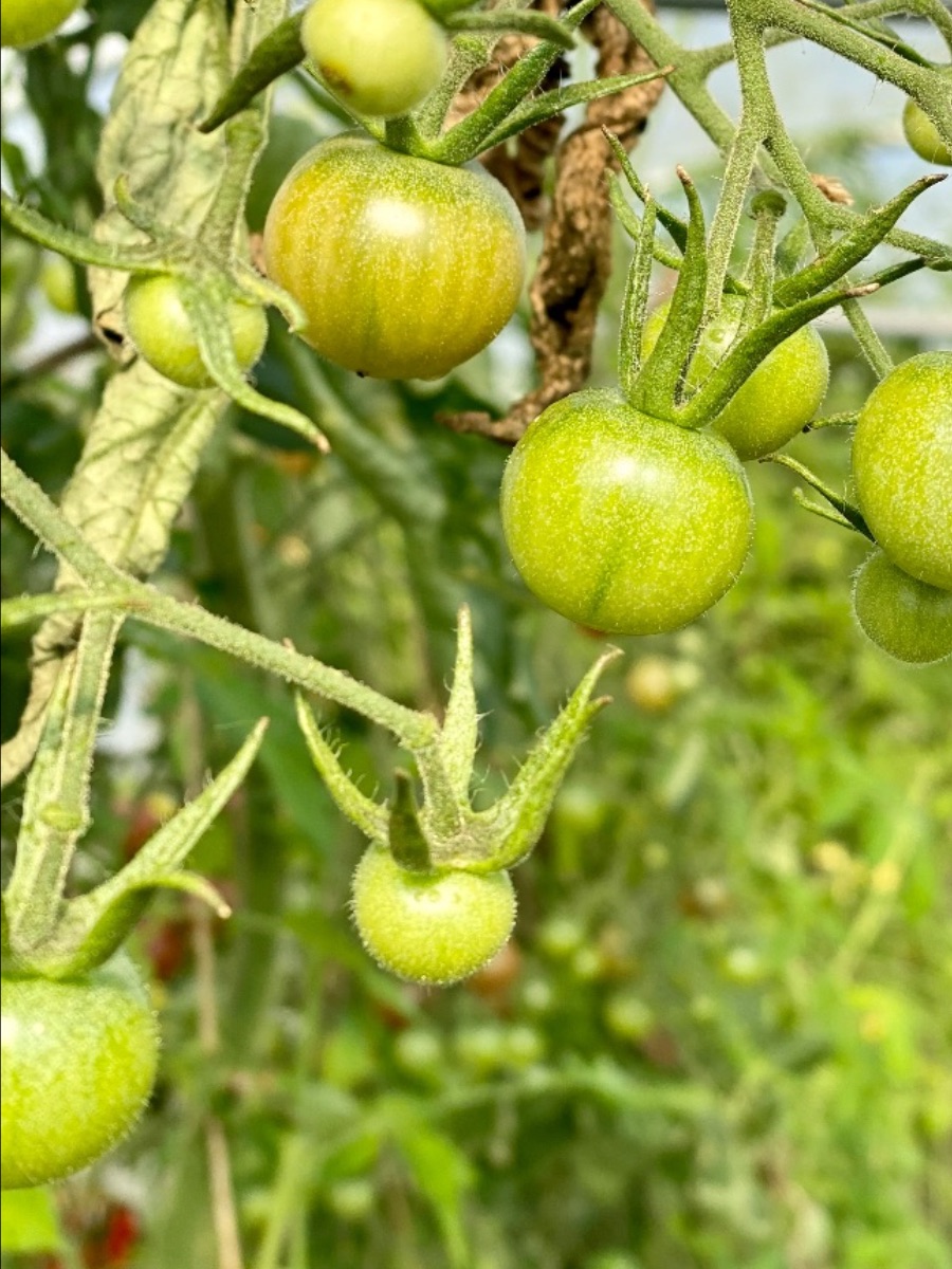 Grønne tomater på tomatplante