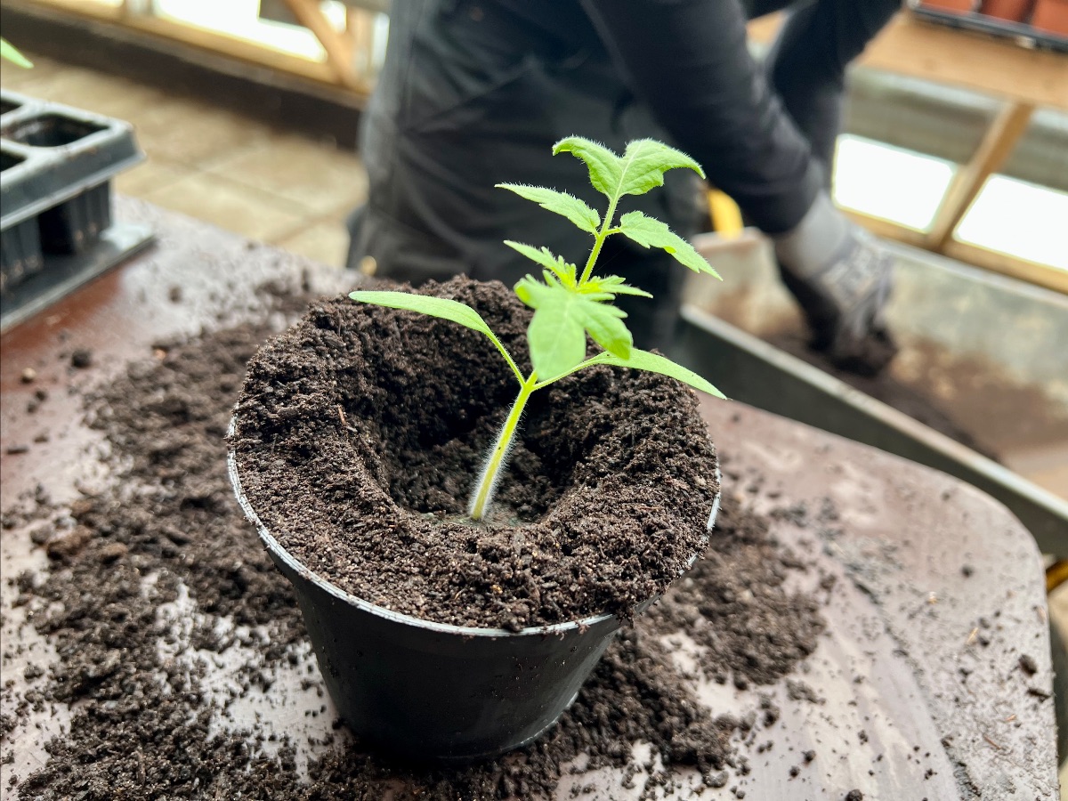 Tomatplante i potte med fordybning i jorden