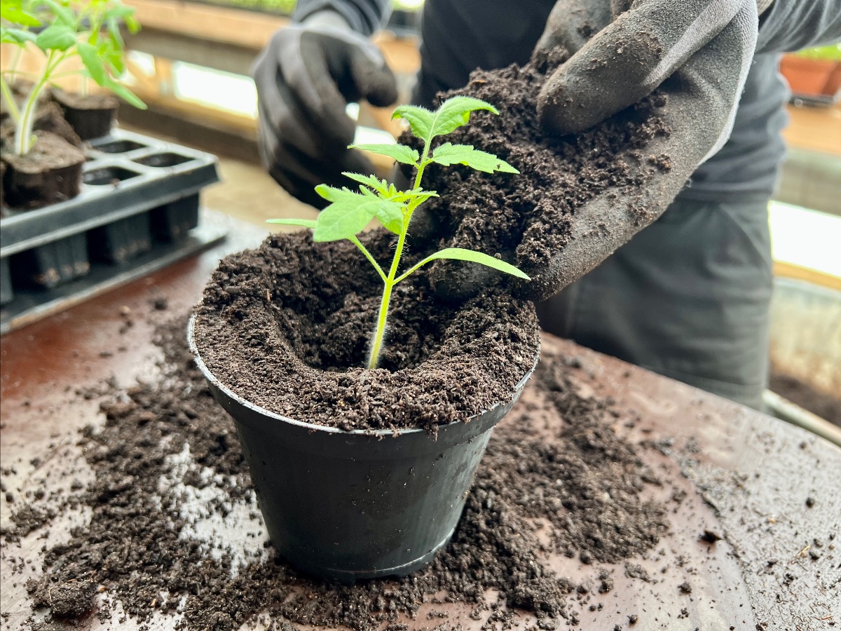 plantejord fyldes i potte med tomatplante