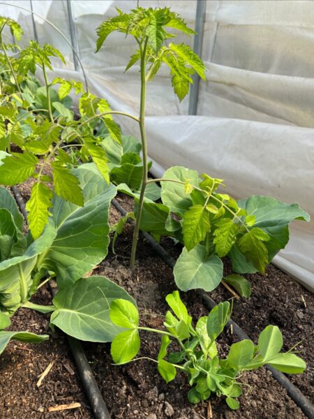 Interplanting af tomat, spidskål og ærter
