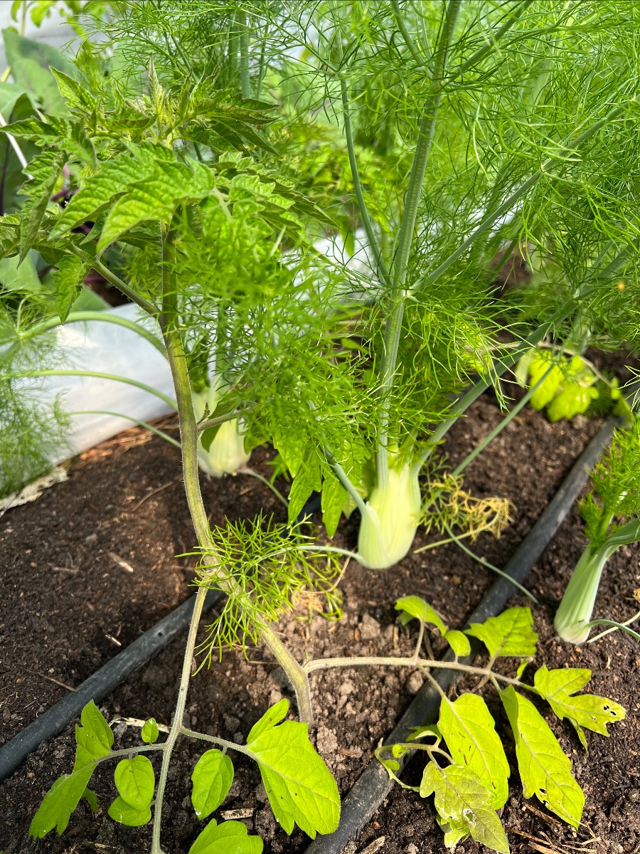 Interplanting med tomat og knoldfennikel