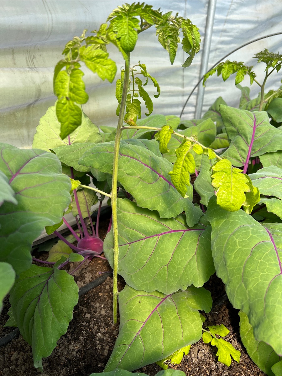 Interplanting med tomat og glaskål