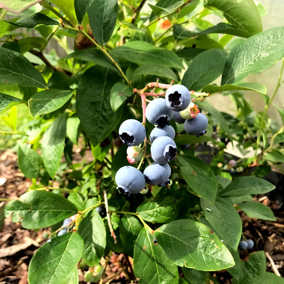 Blåbær på blåbærbusk