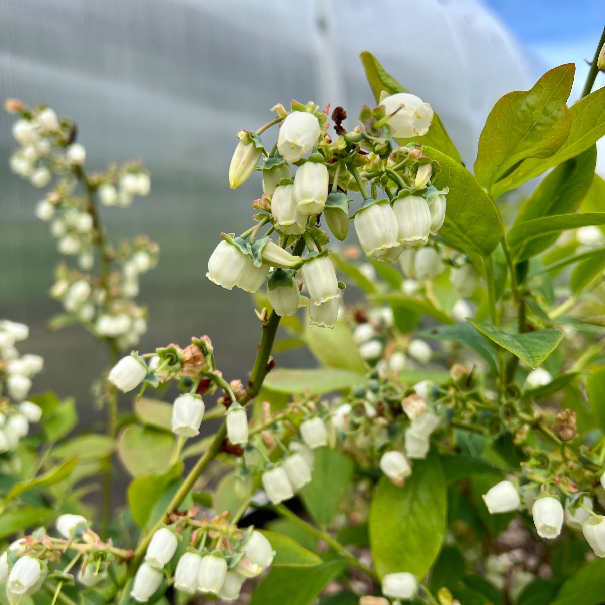 Klokkeblomstformede blomster på en blåbærbusk