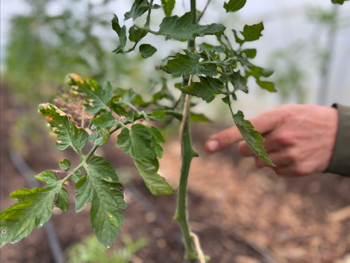 Tomatplante med gult blad