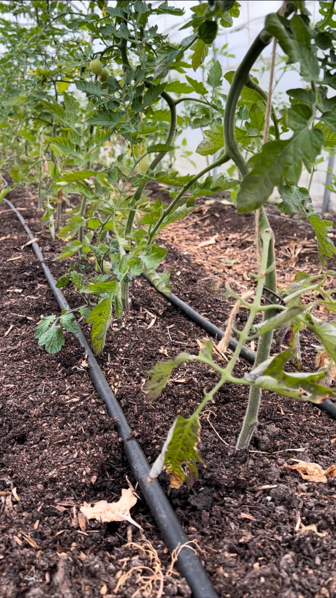 Tomatplanter der mangler beskæring.