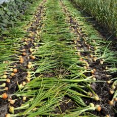 4000 nyhøstede løg der ligger til tørring udenfor døgnet rundt i 1-3 dage.