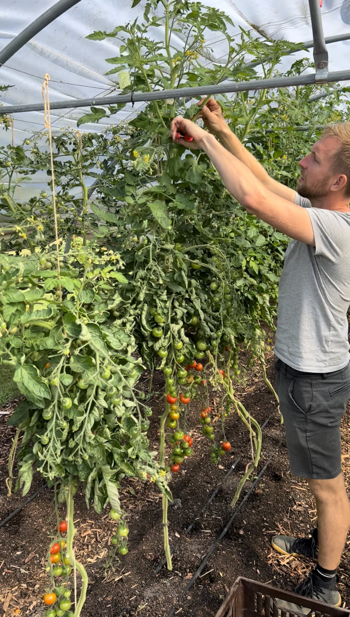 Mand beskærer sideskud på tomatplante