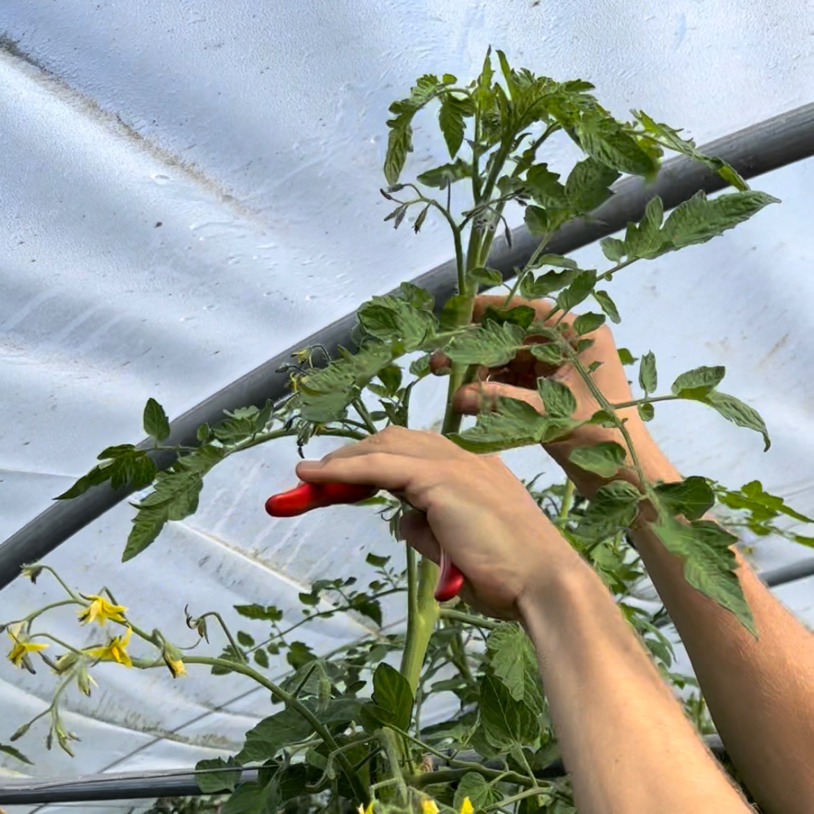 Toppen af en tomatplante klippes af