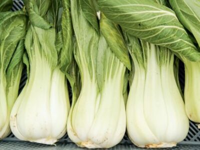 Yorokobi (Pak Choi)