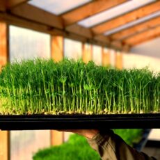 Grundkursus i mikrogrønt D. 22 Februar