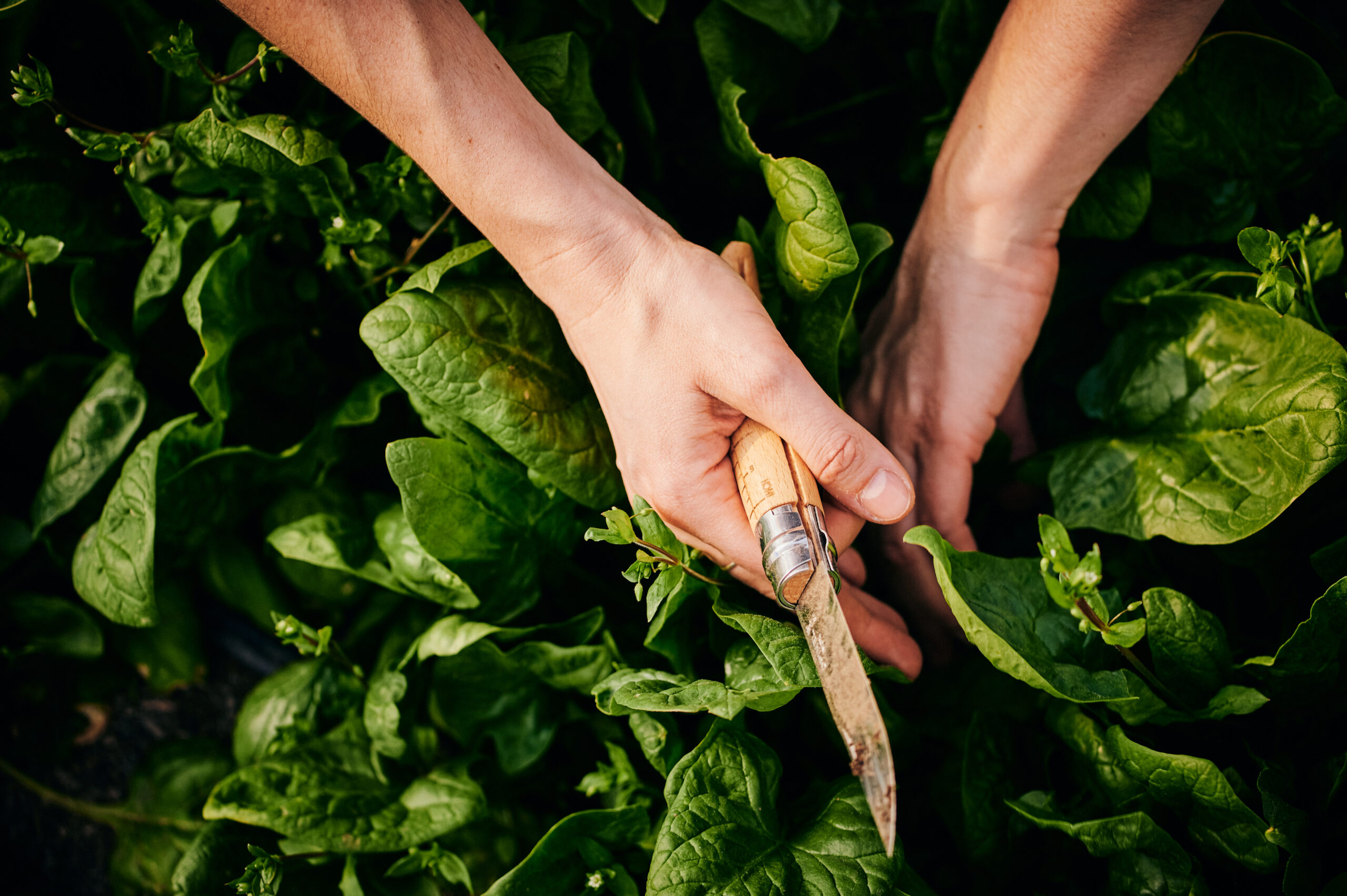 Growers & Co. Opinel høstkniv No.10 - Billede 7
